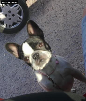 La foto del perro