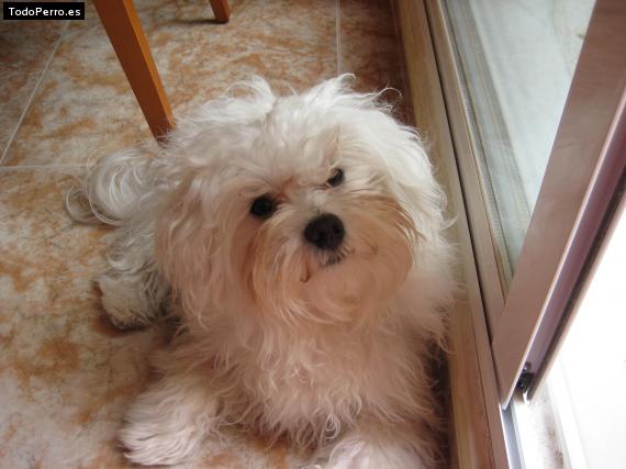 La foto del perro