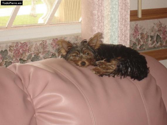 La foto del perro