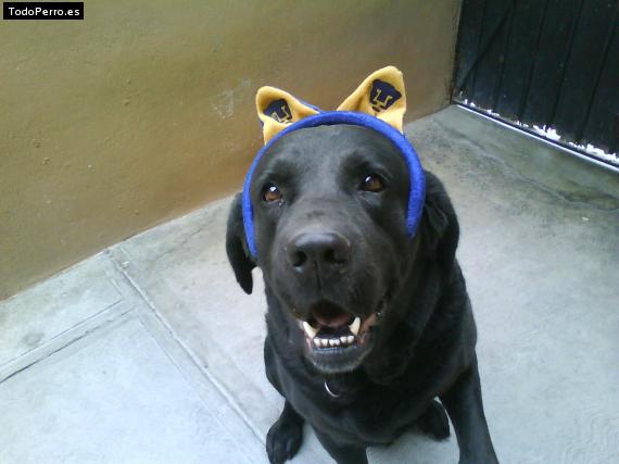 La foto del perro