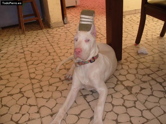 Foto del perro Renata