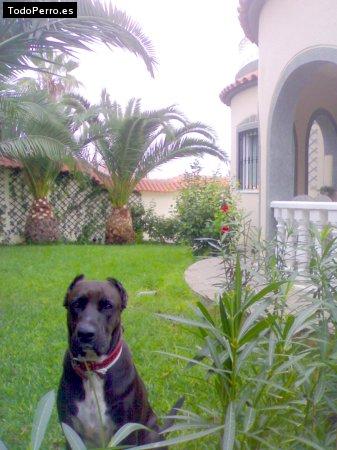 La foto del perro