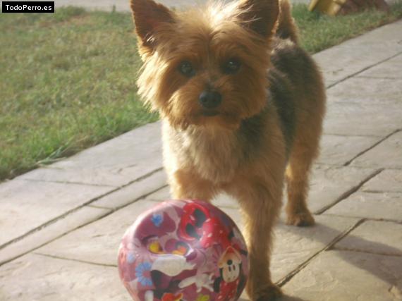 La foto del perro