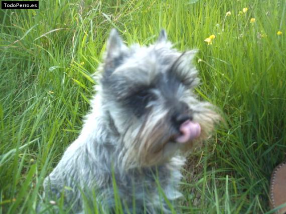 La foto del perro