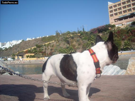 La foto del perro