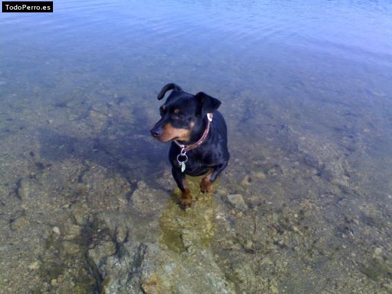 La foto del perro