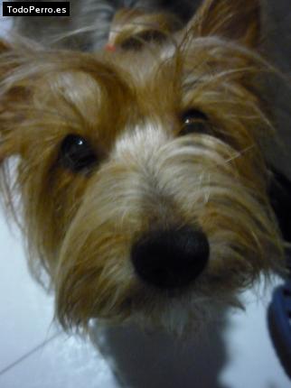 La foto del perro