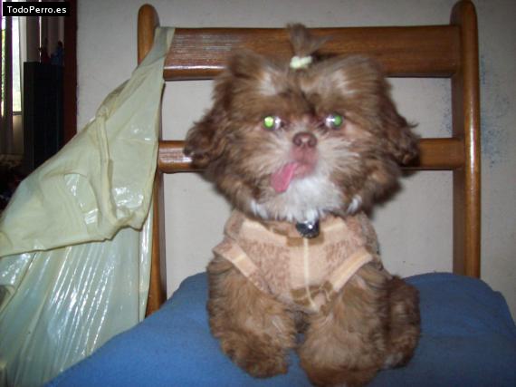 La foto del perro