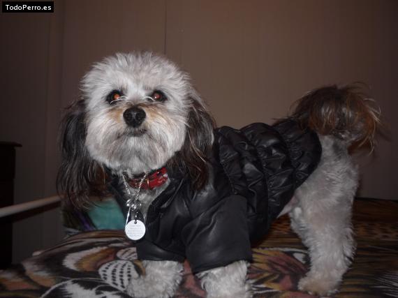 La foto del perro