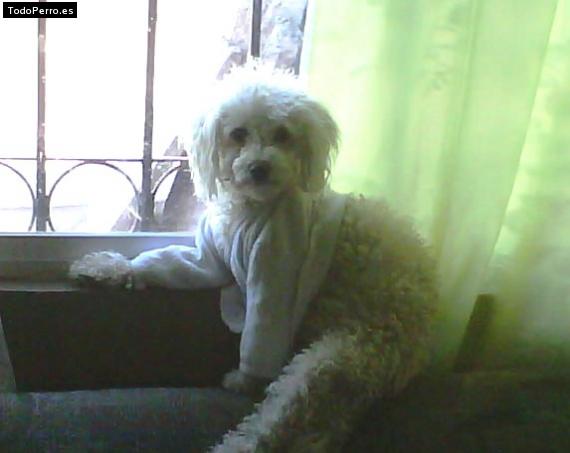 La foto del perro