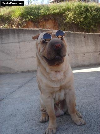 La foto del perro