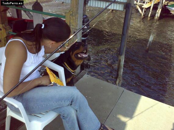 La foto del perro