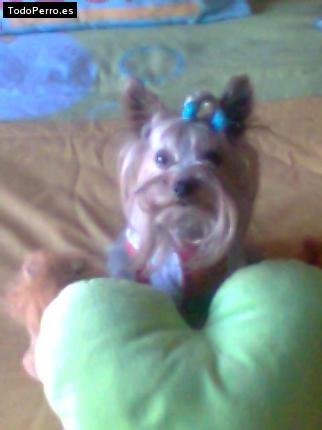La foto del perro
