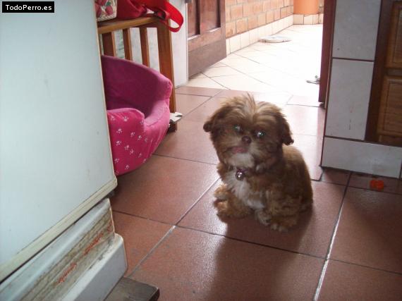 La foto del perro
