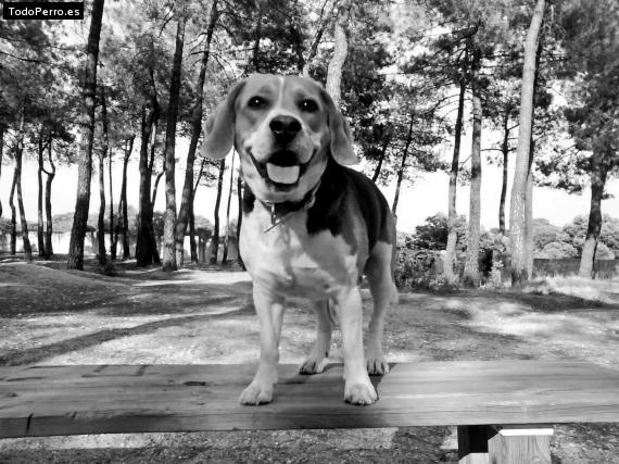 La foto del perro