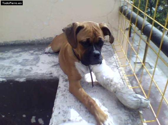 La foto del perro