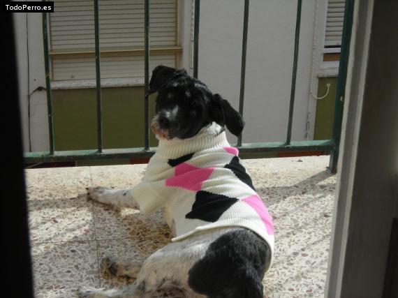 La foto del perro