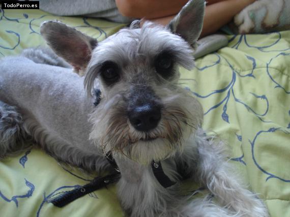 La foto del perro