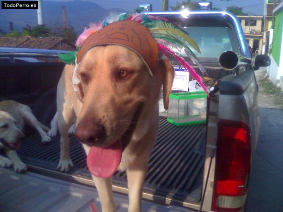 La foto del perro