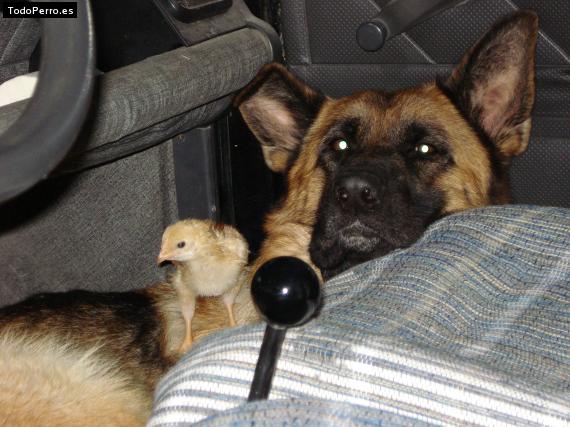 La foto del perro