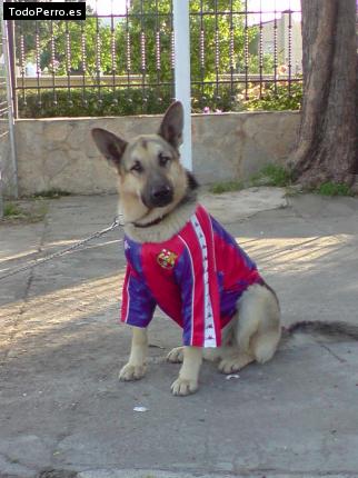 La foto del perro
