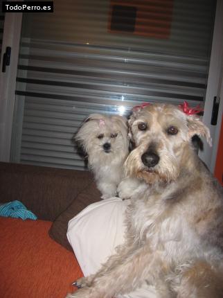 La foto del perro