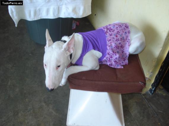 La foto del perro