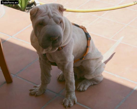 La foto del perro