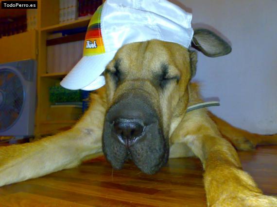 La foto del perro