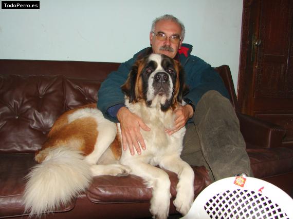 La foto del perro