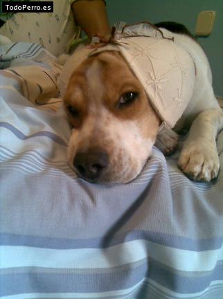 La foto del perro