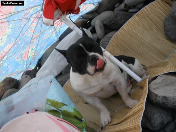 La foto del perro