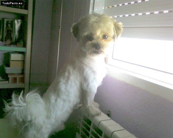 La foto del perro