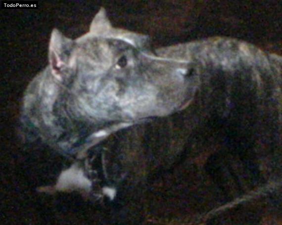 Foto del perro Hubishba