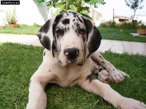 La foto del perro