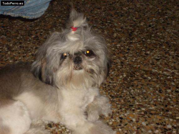 La foto del perro
