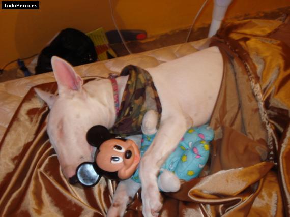 La foto del perro
