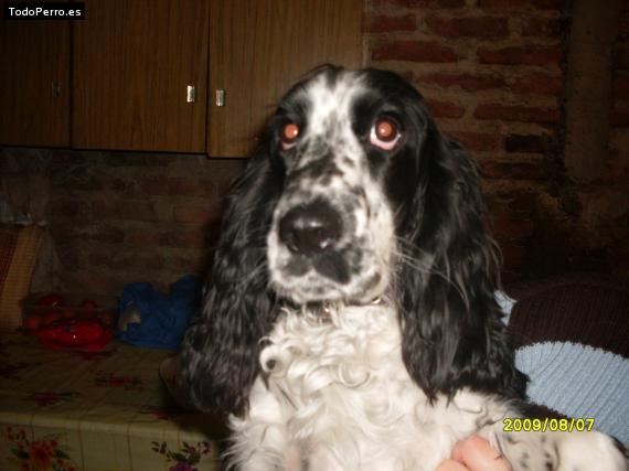 La foto del perro