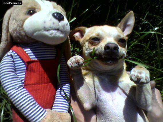 La foto del perro