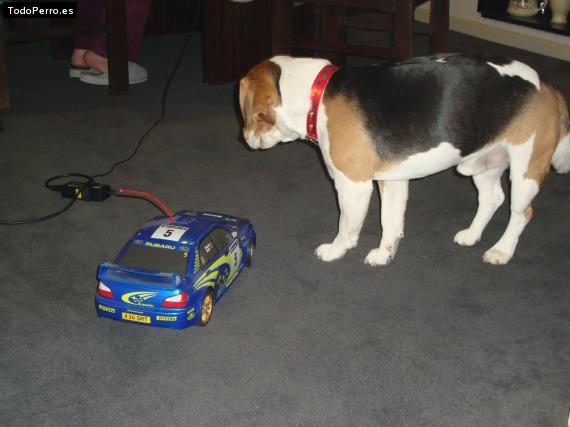 La foto del perro