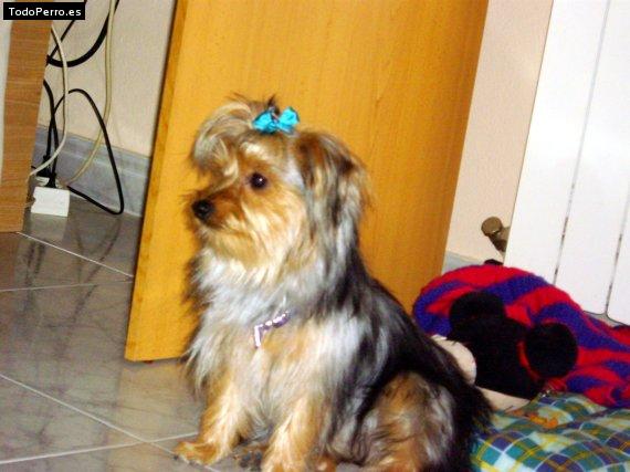 La foto del perro