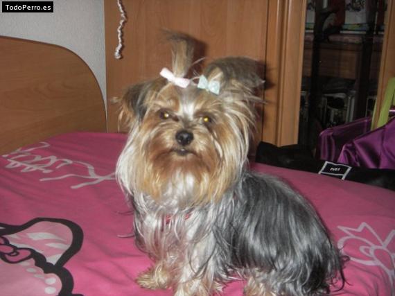 La foto del perro