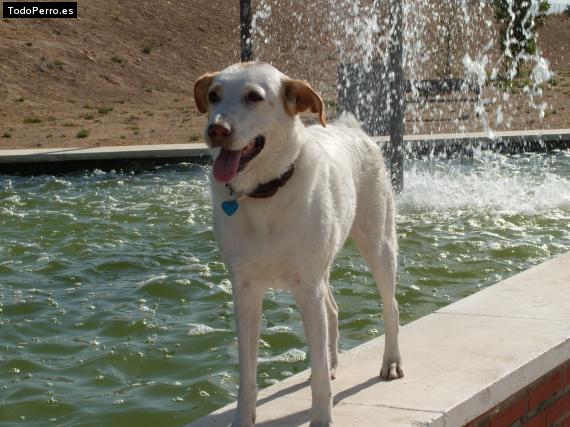 La foto del perro