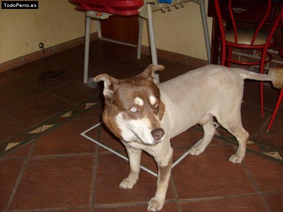 La foto del perro
