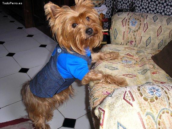 La foto del perro