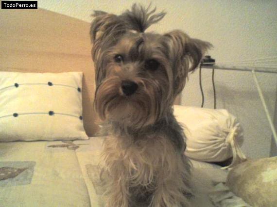 La foto del perro