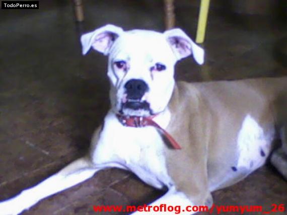 Foto del perro Wendy