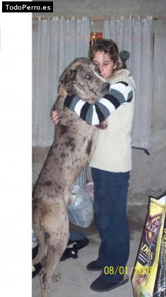 La foto del perro