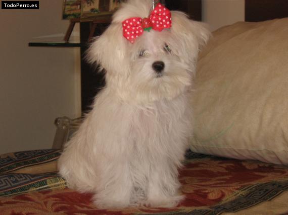 La foto del perro