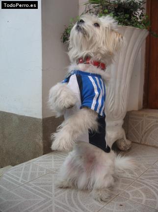 La foto del perro